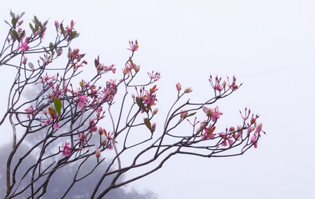 ดอกไม้วสันต์บนยอดเขา Bà Nà ทางภาคกลางเวียดนาม - ảnh 1