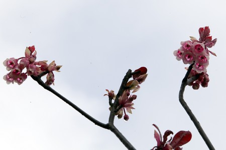 ดอกไม้วสันต์บนยอดเขา Bà Nà ทางภาคกลางเวียดนาม - ảnh 8