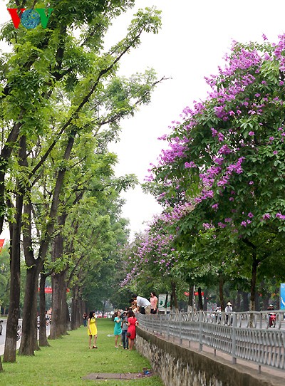 สีสันดอกไม้ฤดูร้อนในเวียดนาม - ảnh 3