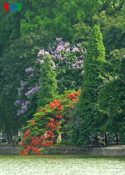 สีสันดอกไม้ฤดูร้อนในเวียดนาม - ảnh 7
