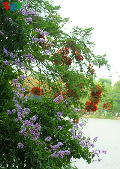 สีสันดอกไม้ฤดูร้อนในเวียดนาม - ảnh 6