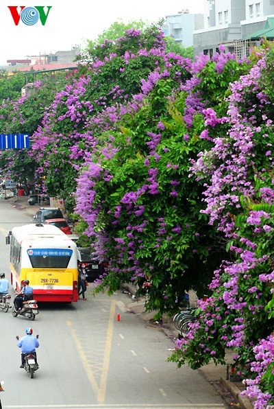 สีสันดอกไม้ฤดูร้อนในเวียดนาม - ảnh 2