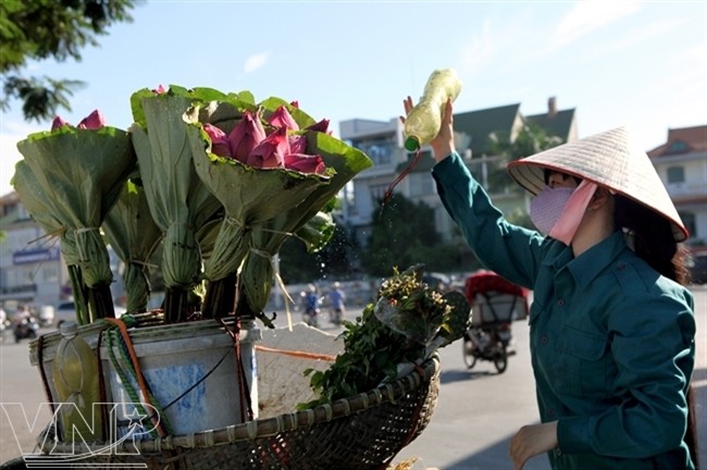 ภาพดอกบัวในกรุงฮานอย - ảnh 11