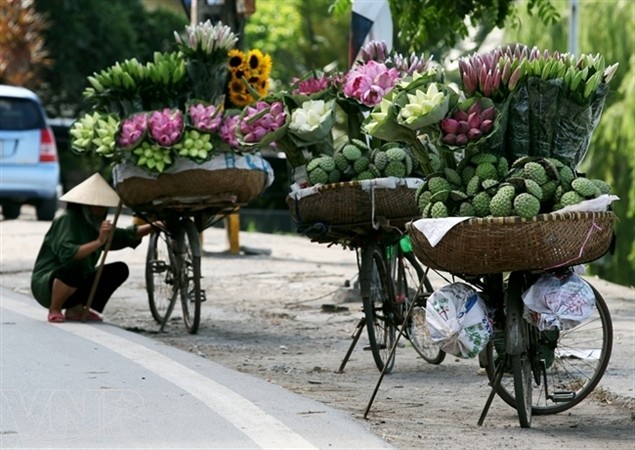 ภาพดอกบัวในกรุงฮานอย - ảnh 13
